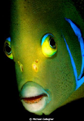 Angelfish portrait, Seychelles by Michael Gallagher 